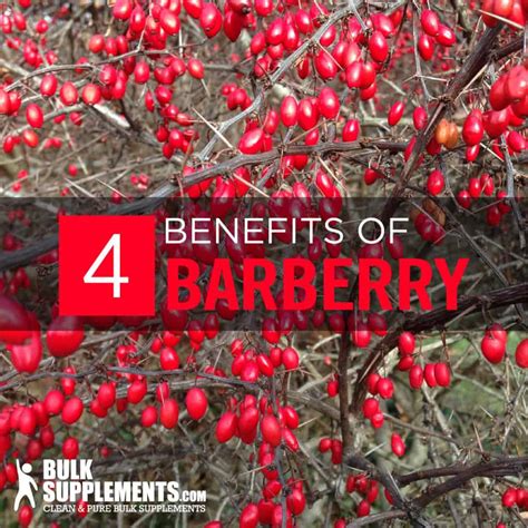 burberry medicine|barberry benefits and side effects.